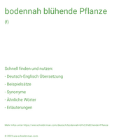 bodennah blühende Pflanze